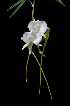 Imagem de Angraecum scottianum Rchb. fil.