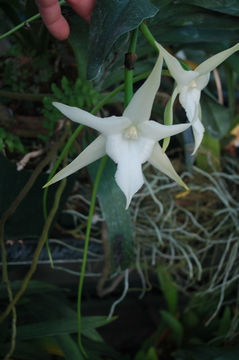 Image de Angraecum