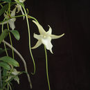 Image of Angraecum sesquipedale var. angustifolium Bosser & Morat