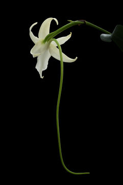 Image de Angraecum sesquipedale var. angustifolium Bosser & Morat