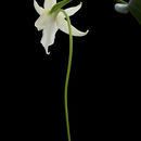 Image of Angraecum sesquipedale var. angustifolium Bosser & Morat