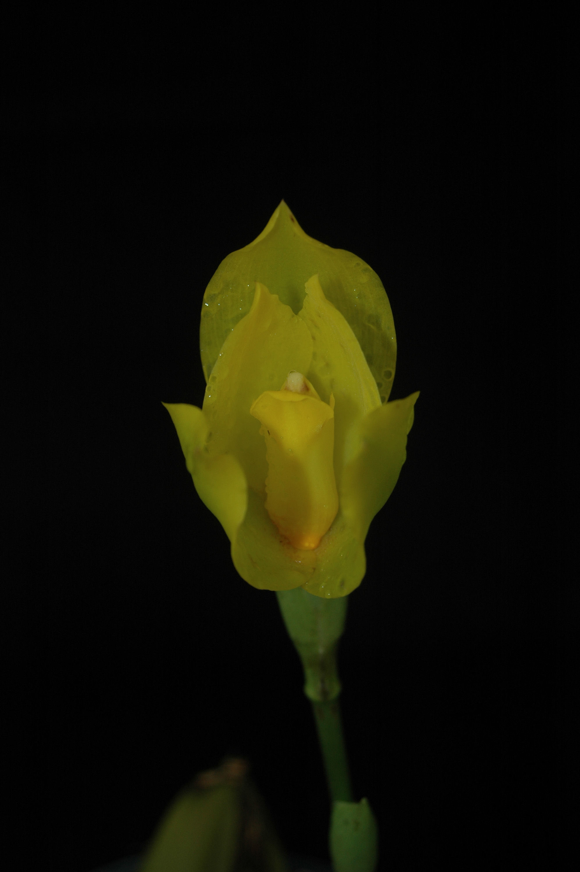Image of Tulip orchids
