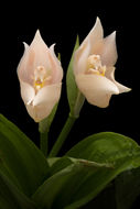 Image of Tulip orchids