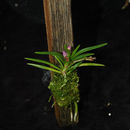 Image of <i>Ascocentrum pumilum</i> (Hayata) Schltr.