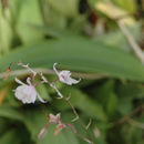 Image of Barkeria palmeri (Rolfe) Schltr.