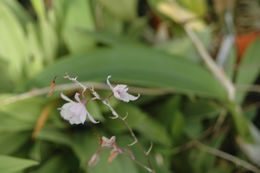 Image of Barkeria palmeri (Rolfe) Schltr.