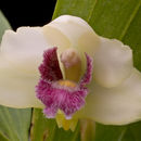 Image of Bifrenaria tyrianthina (Lodd. ex Loudon) Rchb. fil.