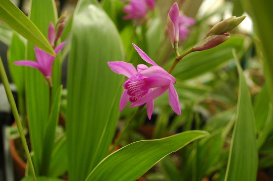 Image of Urn orchids