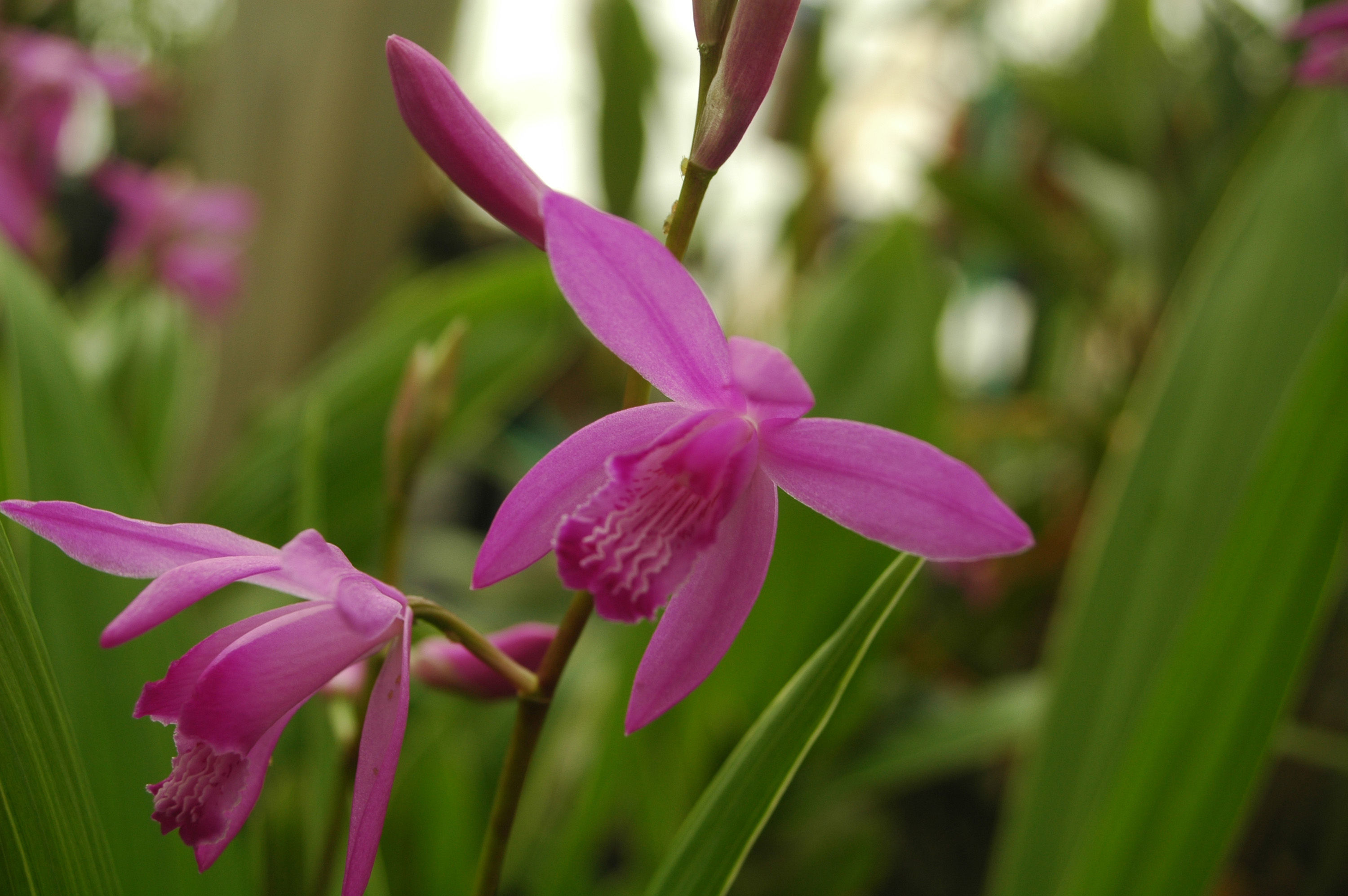 Image of Urn orchids