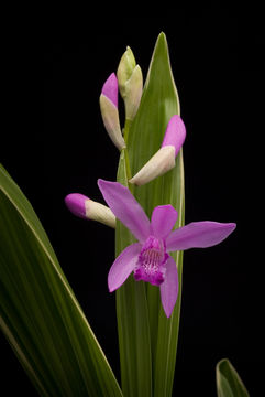 Image of Urn orchids