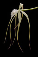 Image of Brassavola appendiculata A. Rich. & Galeotti