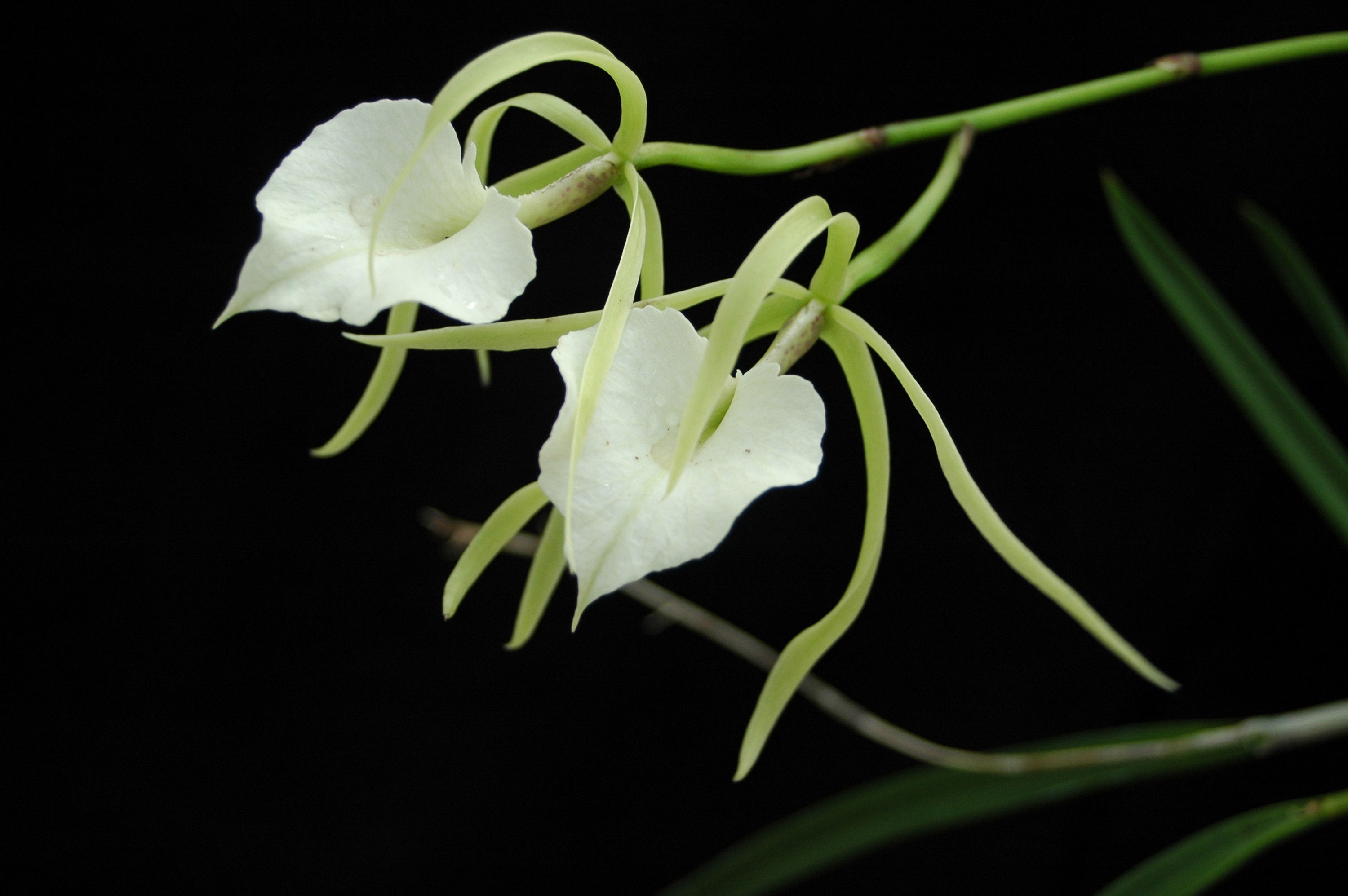 Imagem de Brassavola grandiflora Lindl.