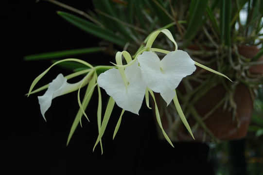 صورة Brassavola grandiflora Lindl.