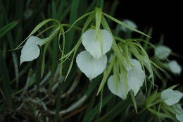 Imagem de Brassavola