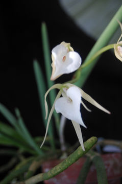 Image of brassavola