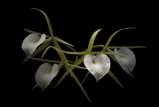 Image of brassavola