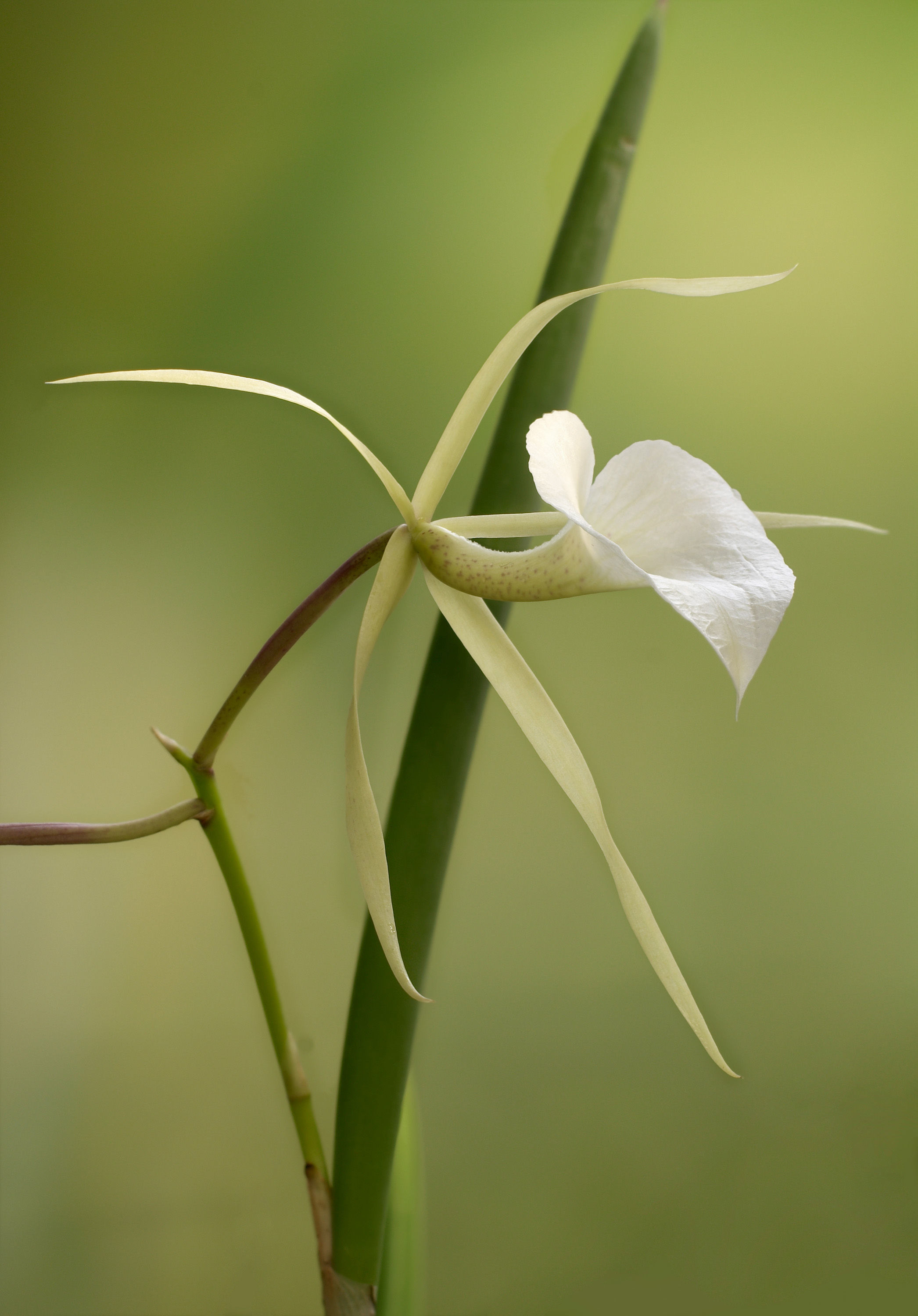 Imagem de Brassavola