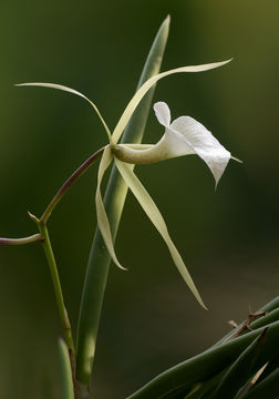 Image of brassavola