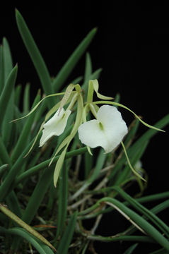 Image of lady of the night orchid