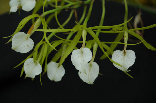 Plancia ëd Brassavola subulifolia Lindl.