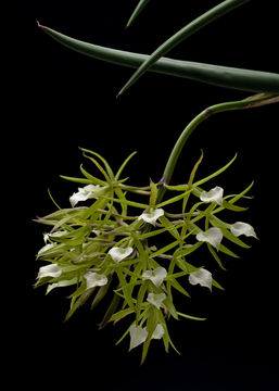 Image of Brassavola subulifolia Lindl.