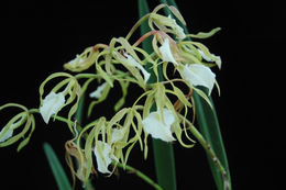 Imagem de Brassavola subulifolia Lindl.