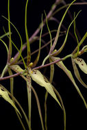 Brassia arcuigera Rchb. fil. resmi