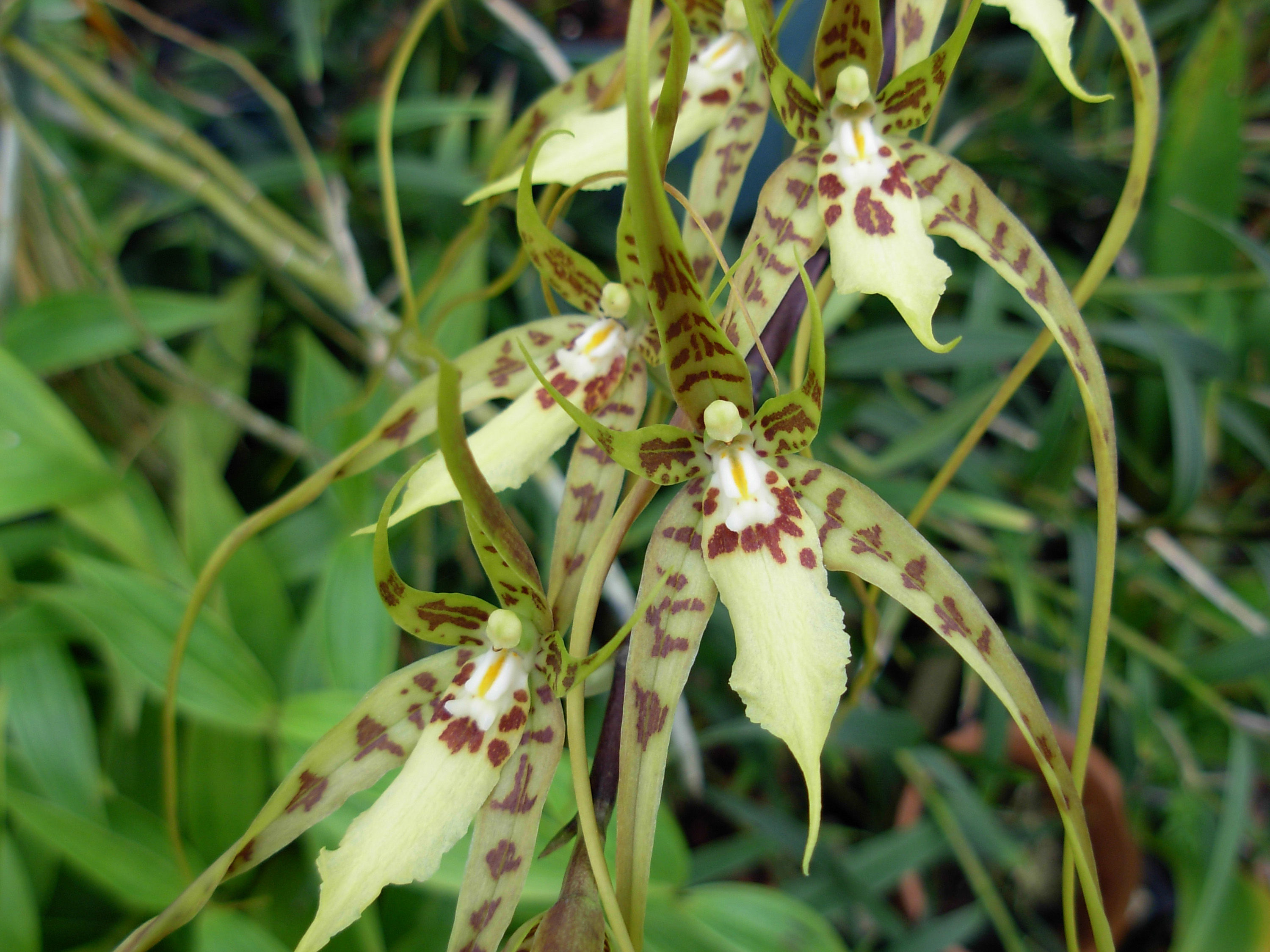 Brassia caudata (L.) Lindl. resmi