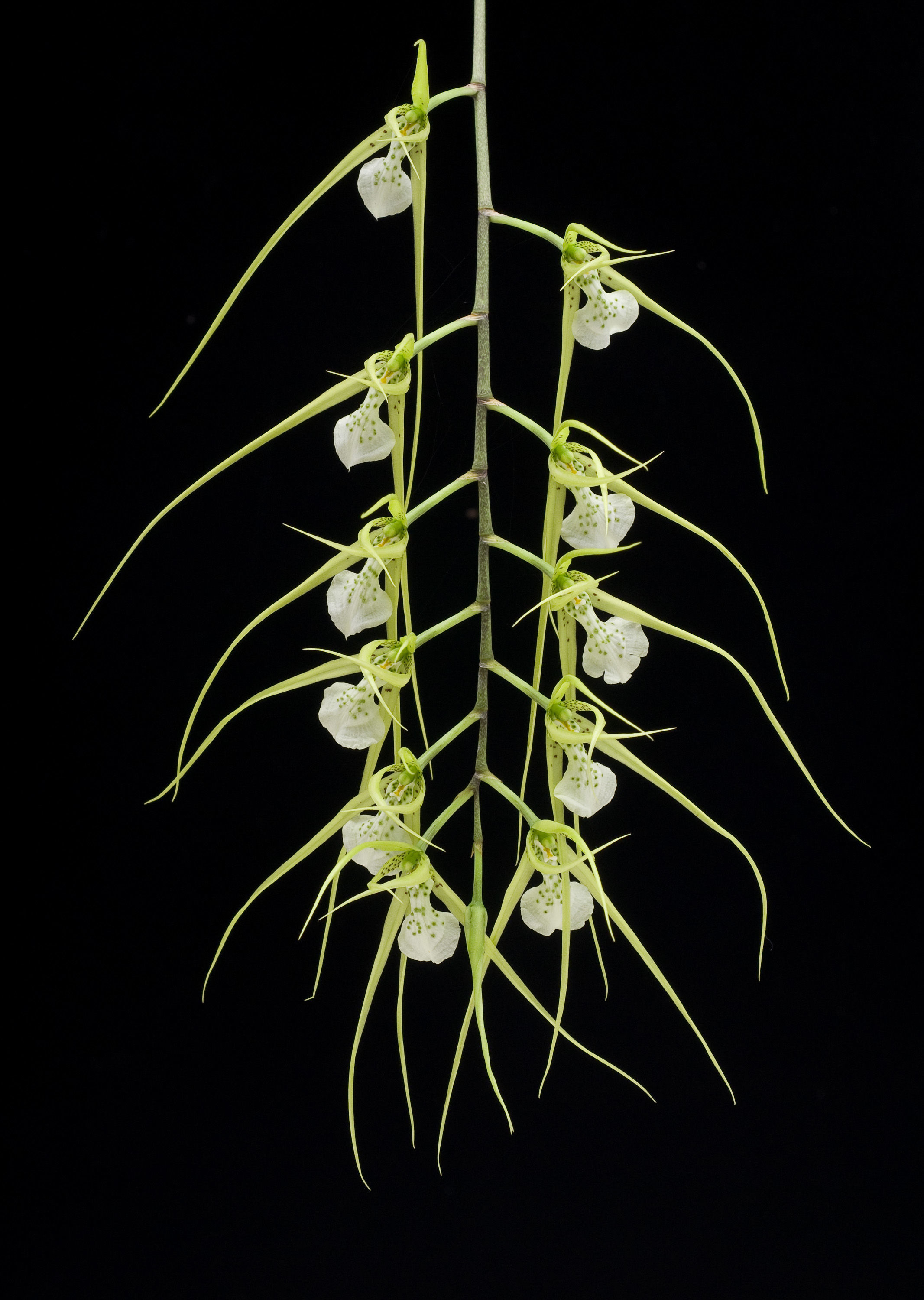 Plancia ëd Brassia chloroleuca Barb. Rodr.