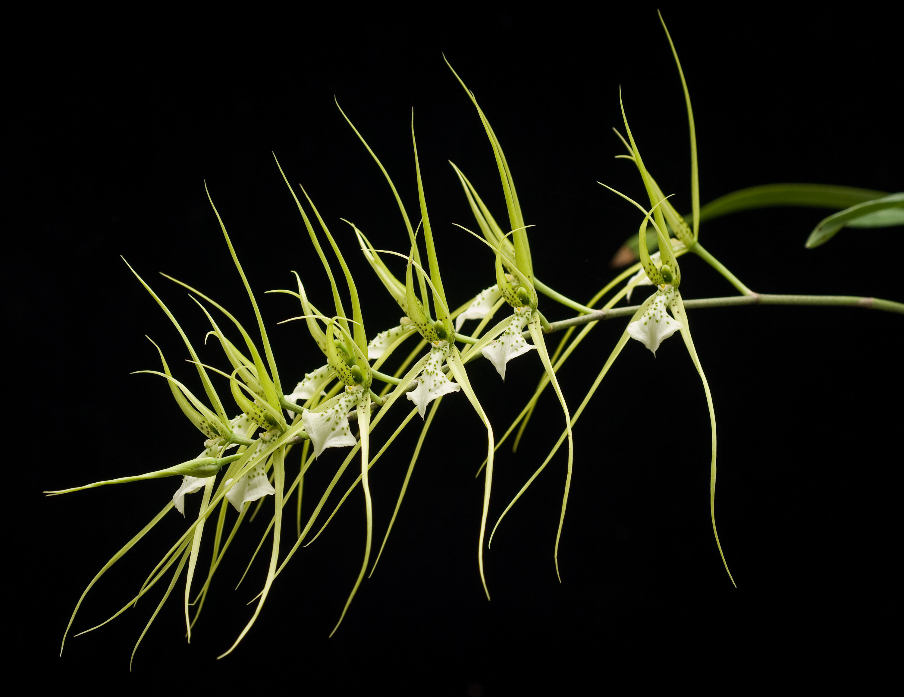 Brassia chloroleuca Barb. Rodr. resmi