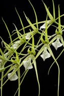 Brassia chloroleuca Barb. Rodr. resmi