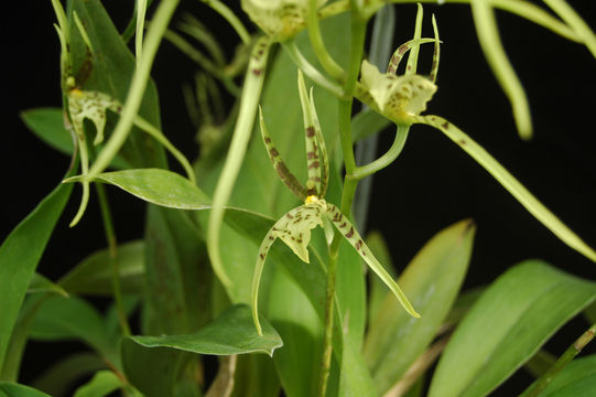 Image of brassia