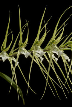 Image of brassia