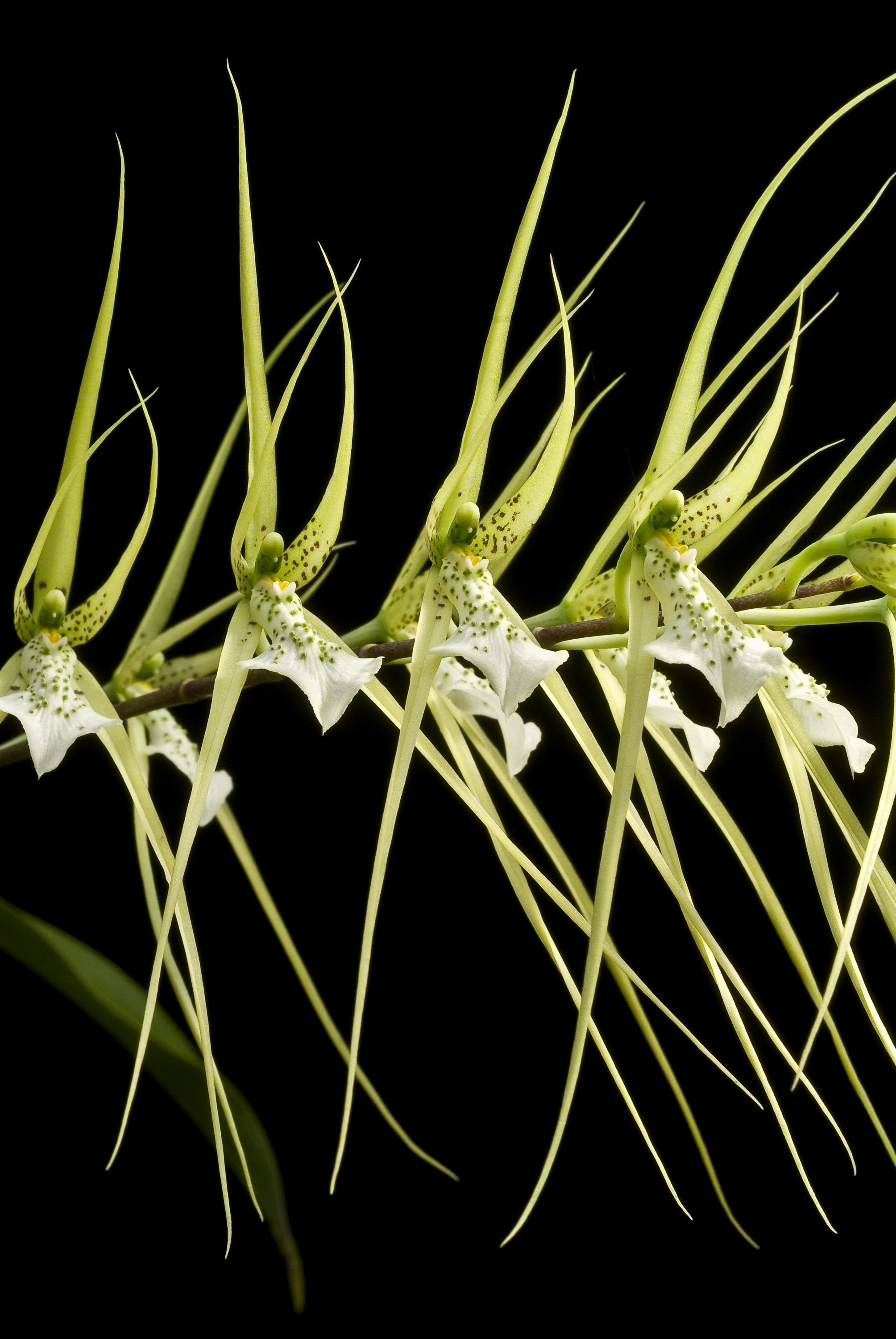 Image of brassia