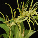 Image of <i>Brassia verrocosa</i>