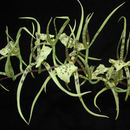 Слика од Brassia verrucosa Bateman ex Lindl.