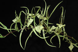 Brassia verrucosa Bateman ex Lindl. resmi