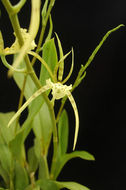 Brassia verrucosa Bateman ex Lindl. resmi