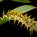 Image of <i>Brassia warscewiczii</i>