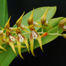 Brassia warszewiczii Rchb. fil. resmi