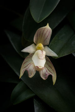 Plancia ëd Bulbophyllum ambrosia (Hance) Schltr.