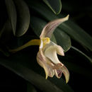 Imagem de Bulbophyllum ambrosia (Hance) Schltr.