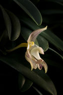 Imagem de Bulbophyllum ambrosia (Hance) Schltr.