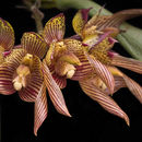 Image of Bulbophyllum bicolor Lindl.