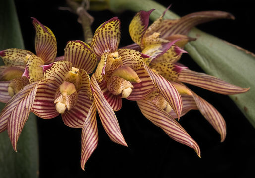 Imagem de Bulbophyllum bicolor Lindl.