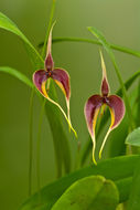 Image of Red horntail orchid