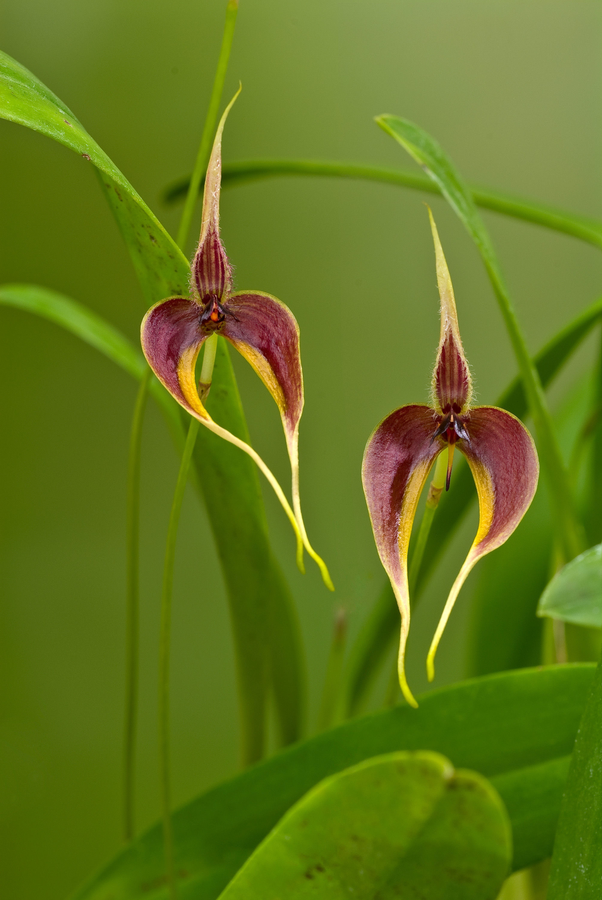 Слика од Bulbophyllum maxillare (Lindl.) Rchb. fil.