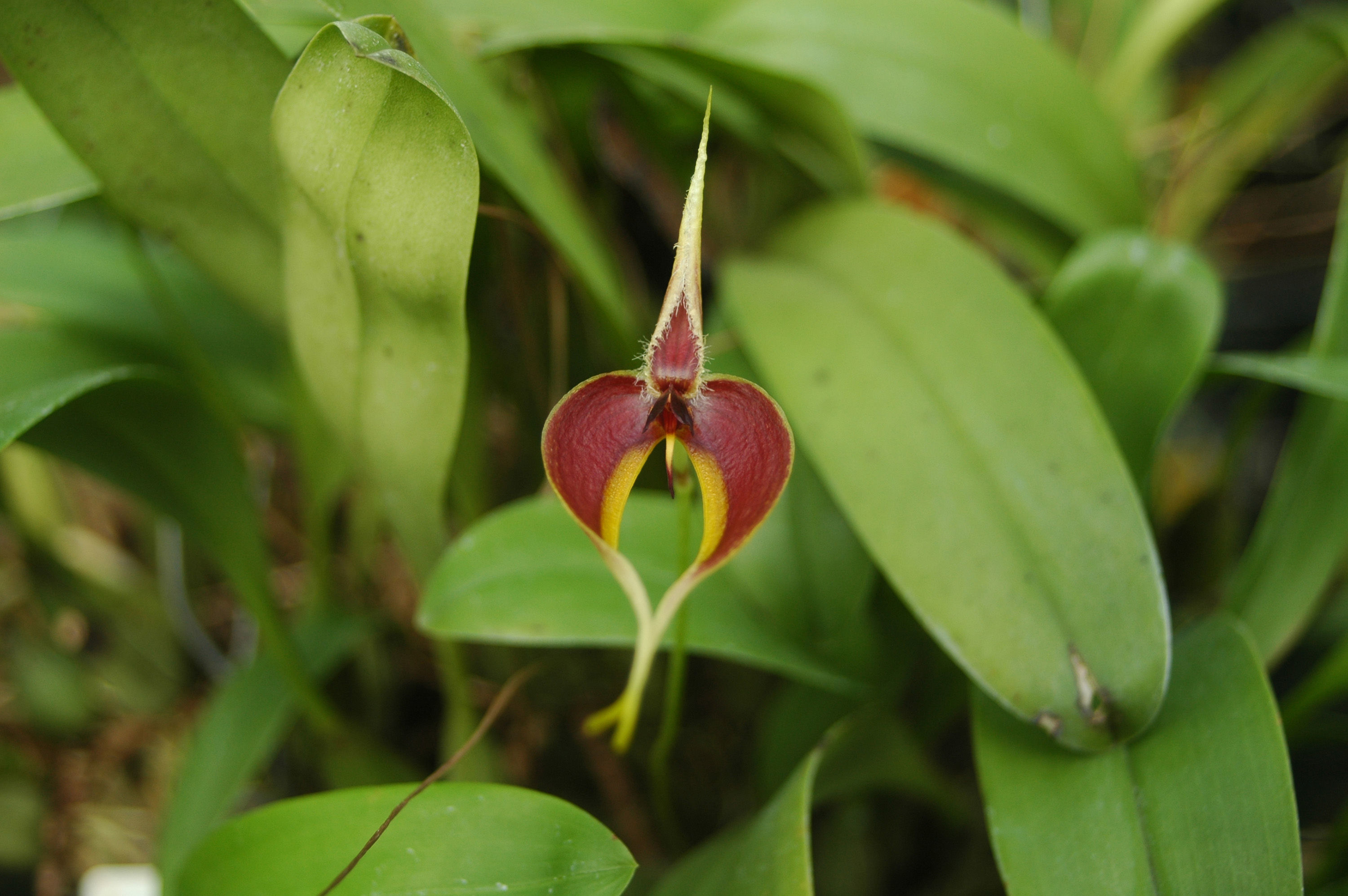 Image of Red horntail orchid