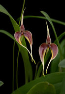 Image of Red horntail orchid