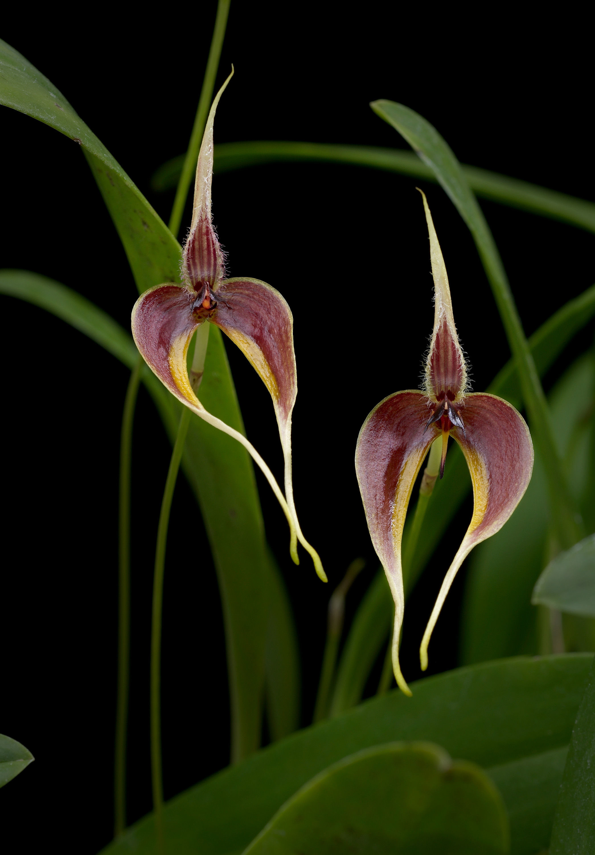 Image of Red horntail orchid